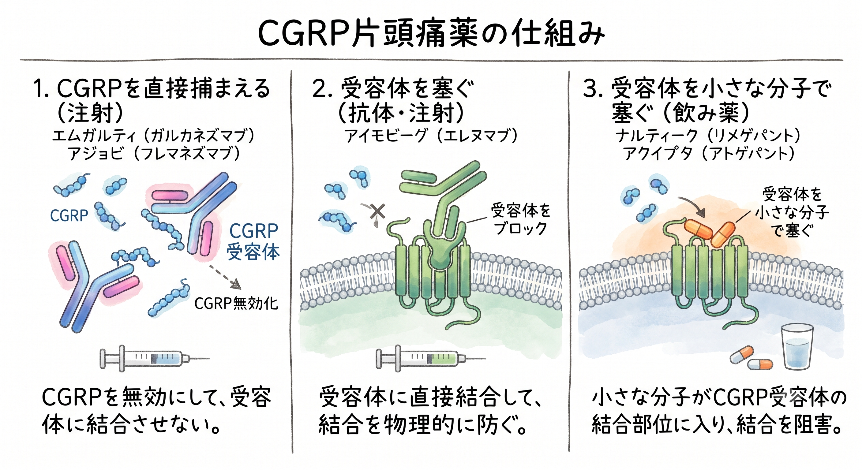 CGRP片頭痛薬の仕組み。CGRPを直接捕まえる注射、受容体を塞ぐ抗体注射、受容体を小さな分子で塞ぐ飲み薬という3つの作用機序の図解
